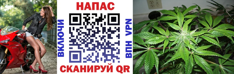 Купить где  Судогда  Бошки марихуана сатива 